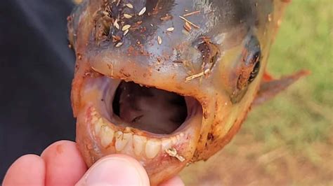 Teeth! Piranha relative caught in neighborhood pond in Oklahoma